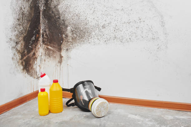 Best Insurance-Related Mold Remediation in North Caldwell, NJ