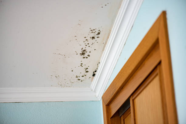 Best Emergency Mold Remediation in North Caldwell, NJ