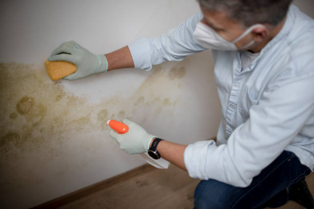 Best Mold Testing and Inspection Services in North Caldwell, NJ