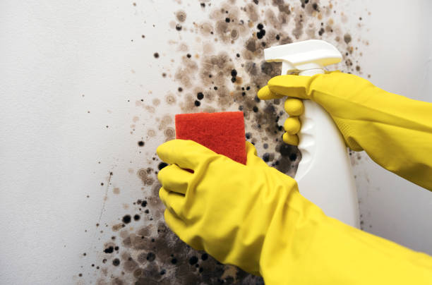 Best Crawl Space Mold Remediation in North Caldwell, NJ