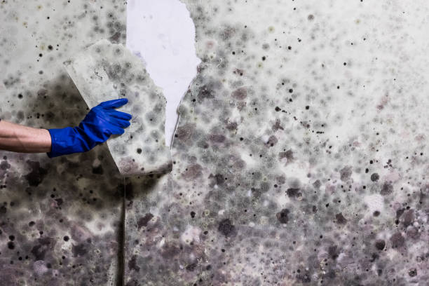 Best Basement Mold Remediation in North Caldwell, NJ